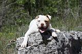 BOULEDOGUE AMERICAIN 032